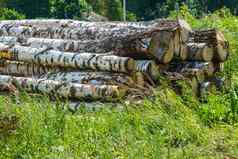硬木树树干堆放