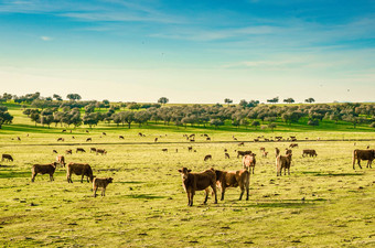 动物农场<strong>埃斯特雷</strong>马杜西班牙群放牧牛