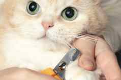 切割爪子可爱的奶油英国猫宠物护理梳理概念