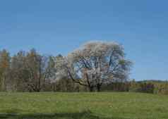 田园春天景观劳济茨人的山大盛开的苹果树郁郁葱葱的绿色草草地新鲜的落叶云杉树森林山清晰的蓝色的天空背景水平复制空间