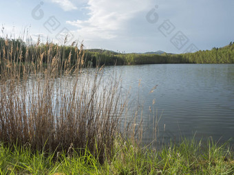 视图平静水森林湖鱼池塘kunraticky雷布尼克桦木云杉树日益增长的海岸清晰的蓝色的天空金太阳光自然背景春天景观