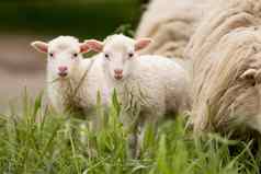 羊双胞胎哺乳动物动物年轻的农场灯农村