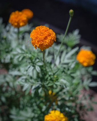 开花橙色黄色的金盏花开花提高了床上花园达拉斯德州美国