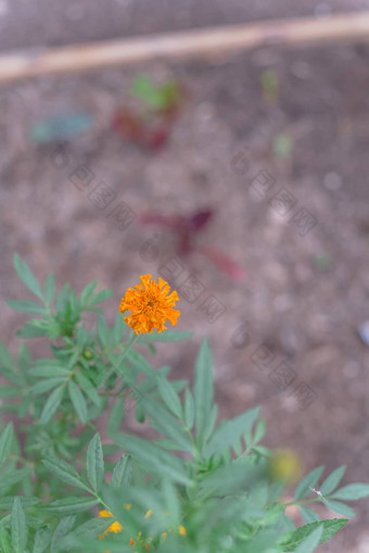 开花橙色黄色的金盏花开花提高了床上花园达拉斯德州美国