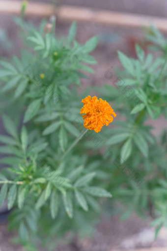 开花橙色黄色的金盏花开花提高了床上花园达拉斯德州美国