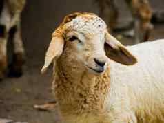 肖像特写镜头羊头农场动物场景