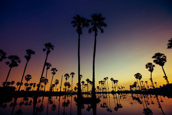 棕榈树反映水日出