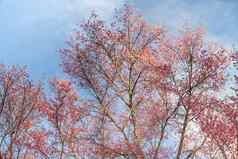 泰国开花花清晰的天空