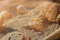 海贝壳木板路沙子