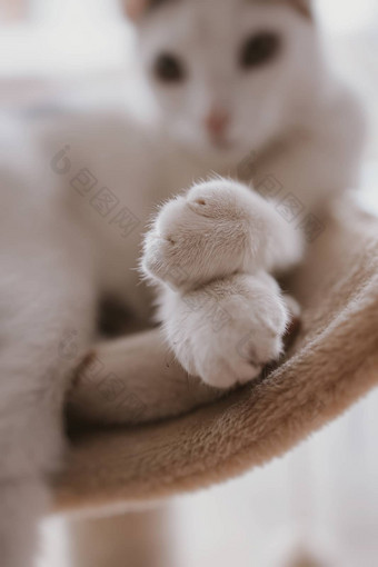 美丽的可爱的white-red猫特写镜头