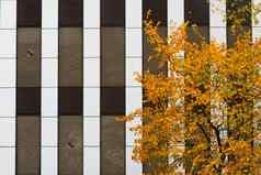 黄色的秋天树黑色的白色垂直条纹模式buliding