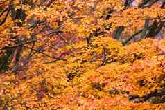 黄色的秋天树黑色的白色垂直条纹模式buliding