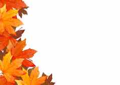 框架红色的叶子秋天森林概念孤立的白色背景平躺前视图复制空间