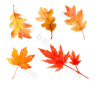 集合美丽的橙色秋天叶子孤立的白色背景集手绘水彩刷纸剪裁路径