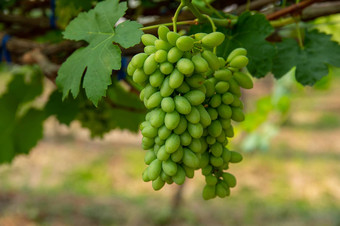 图片一半成熟的白色马拉加葡萄葡萄园