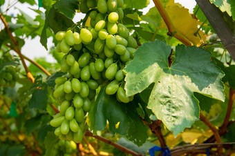 图片一半成熟的白色马拉加葡萄葡萄园