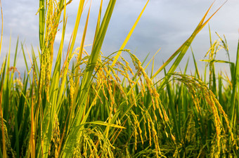 <strong>图片成熟的</strong>大米植物ricefield