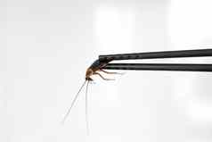 持有蟑螂中国人筷子昆虫食物异国情调的奇怪的食物概念
