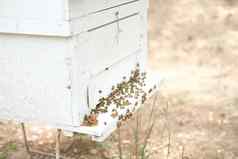蜂蜜蜜蜂蜂巢蜜蜂房子