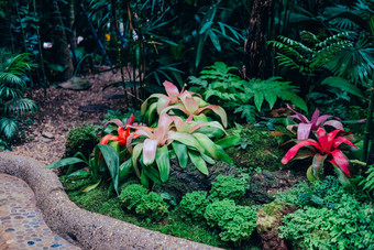 缸凤梨科植物热带植物花园