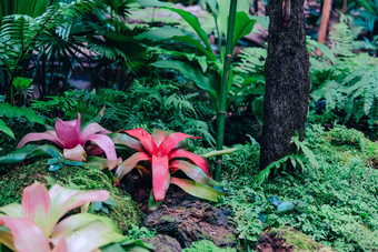 缸凤梨科植物热带植物花园