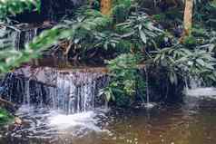 沃特法尔池塘植物树花园公园