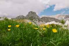 夏天野花山景观