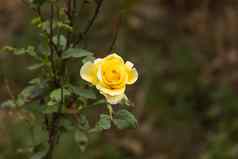 黄色的玫瑰花自然瀑布颜色春天
