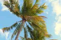椰子棕榈树底视图热带场景