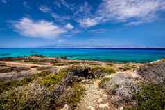 克里希岛风景阳光明媚的夏天一天干树棕色（的）土壤蓝色的清晰的天空阴霾克里特岛希腊