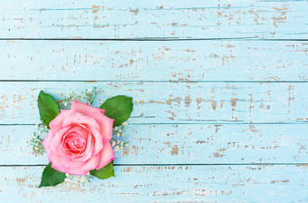 浪漫的粉红色的<strong>玫瑰花开</strong>花光蓝色的木背景