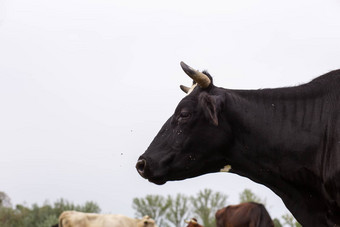 农村牛吃草绿色草地农村生活动物农业国家
