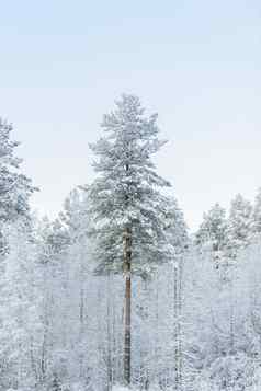 森林覆盖重雪清晰的蓝色的天空赢得