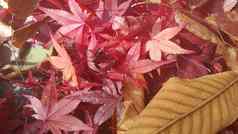 秋天红色的彩色的叶子叶子红色的栗色颜色绿色叶子背景