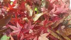 秋天红色的彩色的叶子叶子红色的栗色颜色绿色叶子背景