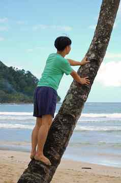 男人。攀爬椰子树