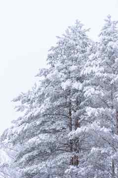森林覆盖重雪坏天气天空