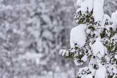 树覆盖重雪冬天季节拉普兰