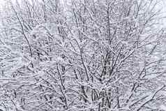 树覆盖重雪冬天季节拉普兰