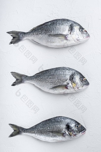 生海鲤科鱼适用于头鲤科鱼多拉达鱼白色背景前视图