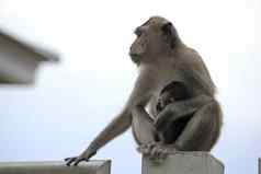 短尾猿坐持有婴儿猴子胸部