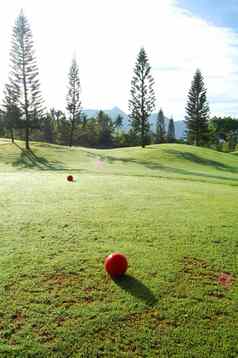 红色的高尔夫球球高尔夫球草树