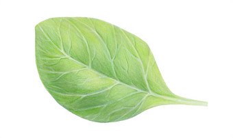 新鲜的绿色菠菜叶孤立的白色背景水彩手画插图新鲜的<strong>草本</strong>植物现实的植物艺术素食者成分标志<strong>包装</strong>打印有机食物市场