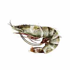 老虎虾水彩孤立的插图甲壳纲动物