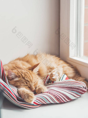 可爱的姜猫睡觉窗口窗台上毛茸茸的宠物La2
