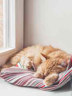 可爱的姜猫睡觉窗口窗台上毛茸茸的宠物La2