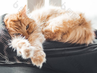可爱的姜<strong>猫睡觉</strong>黑色的背包窗口窗台上毛茸茸的
