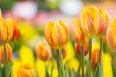 黄色郁金香花美丽的花花园植物郁金香