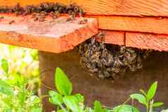 关闭飞行蜜蜂木蜂巢蜜蜂群蜜蜂