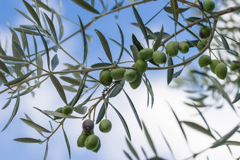 橄榄橄榄树分支图片